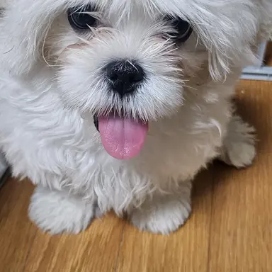 Profile image of 뽀삐
