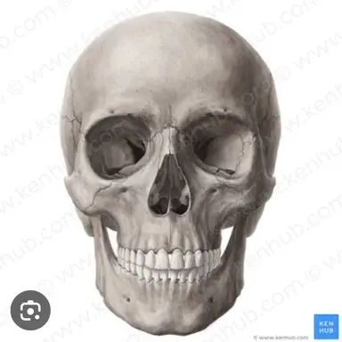 Profile image of Dixie