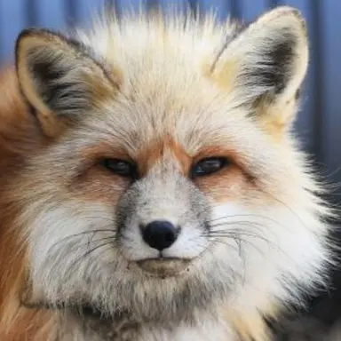 Profile image of 여우