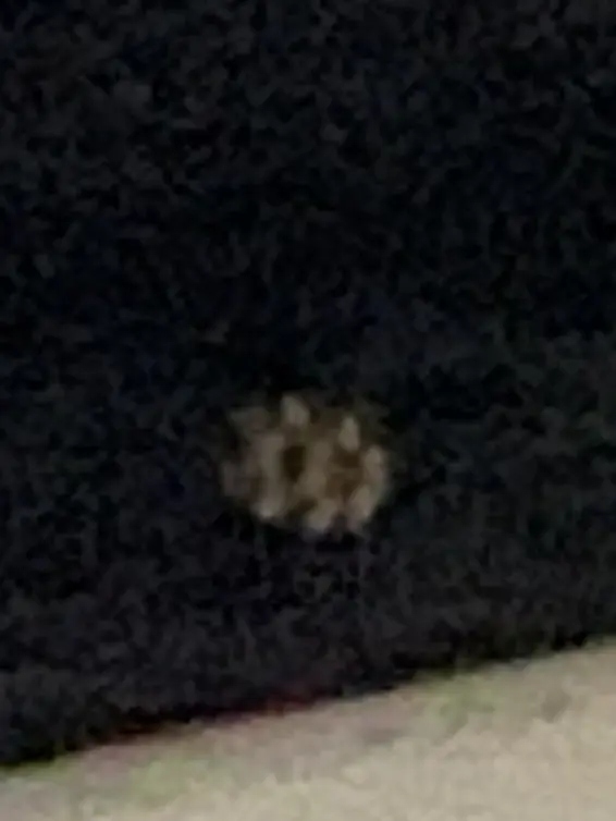 Tanukinosyo의 こいつ嫌