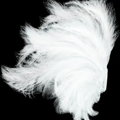 Profile image of ラファエル