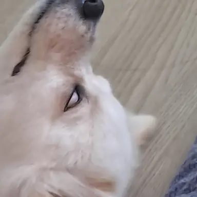 Profile image of 라더