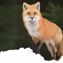 Profile image of Reynard