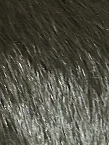 SilkyLemur3945의 たくろう