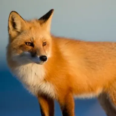 Profile image of 여우