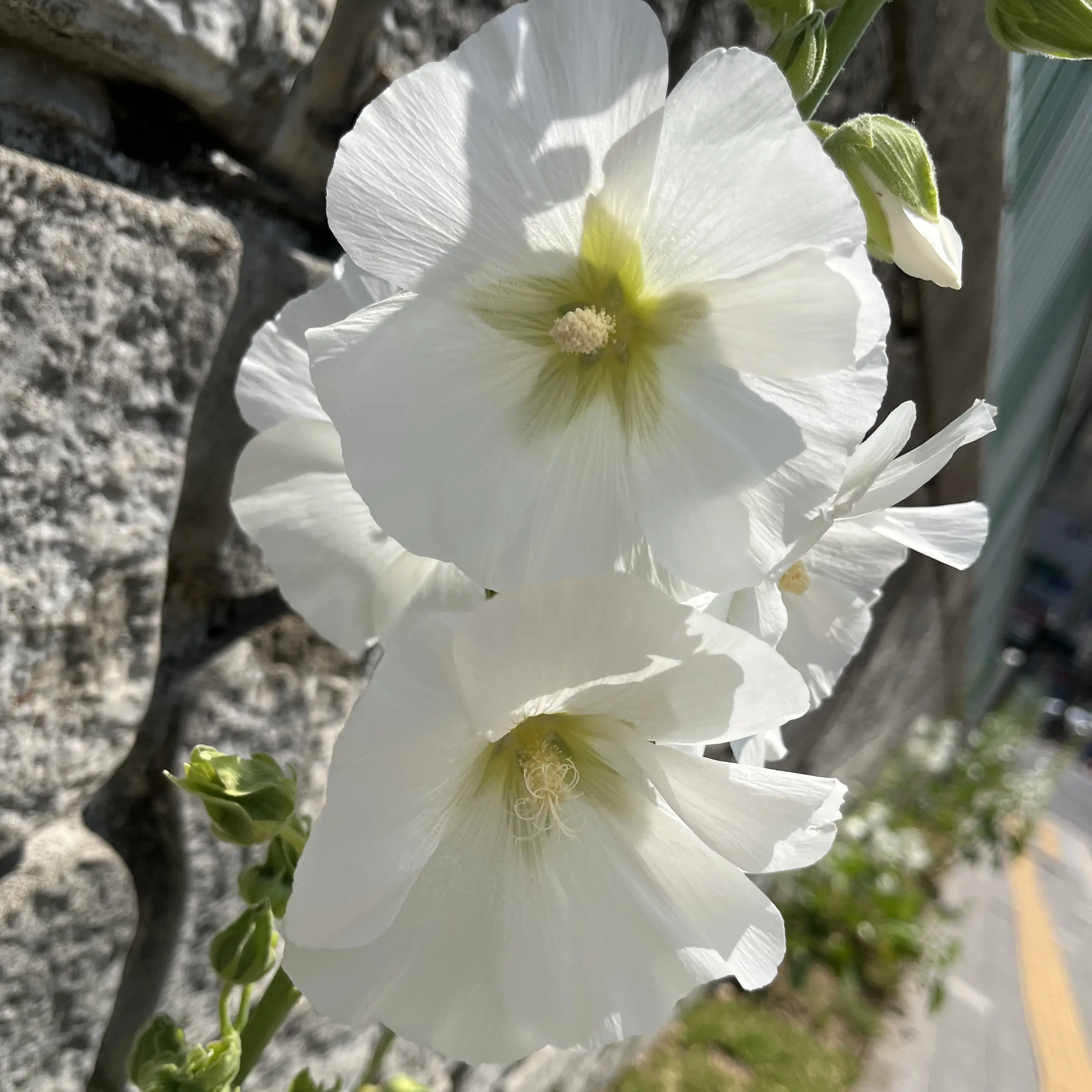 plumpscal의 養生院