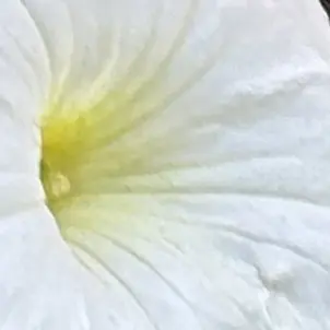 Profile image of 남진우