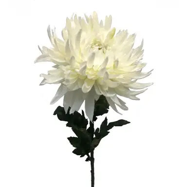 Profile image of 菊
