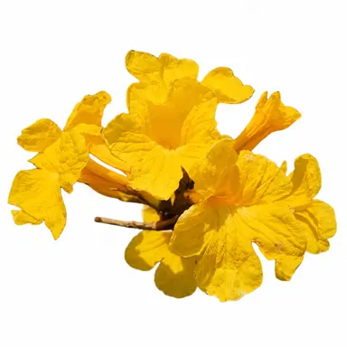 Profile image of ルーカス
