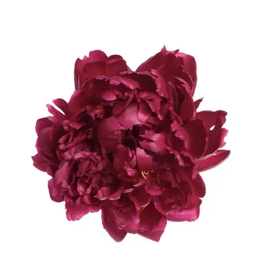 Profile image of 耀