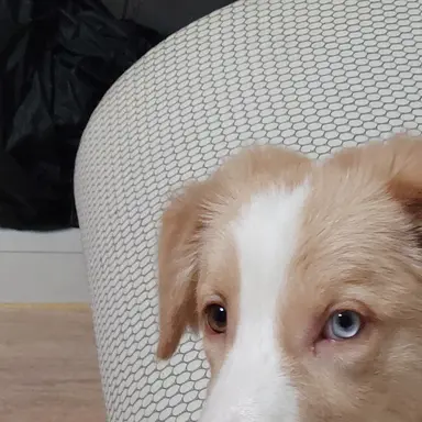 Profile image of 드림이