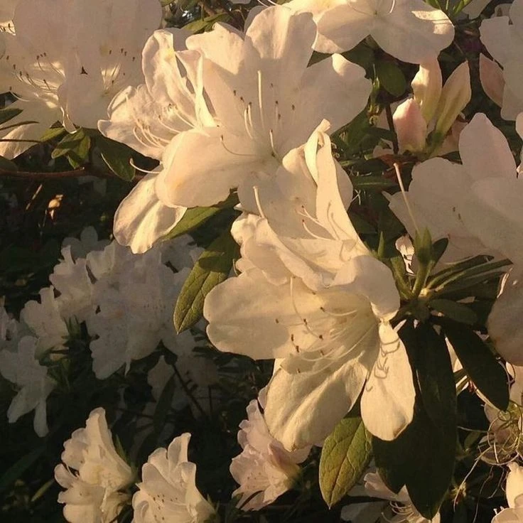 윤연오