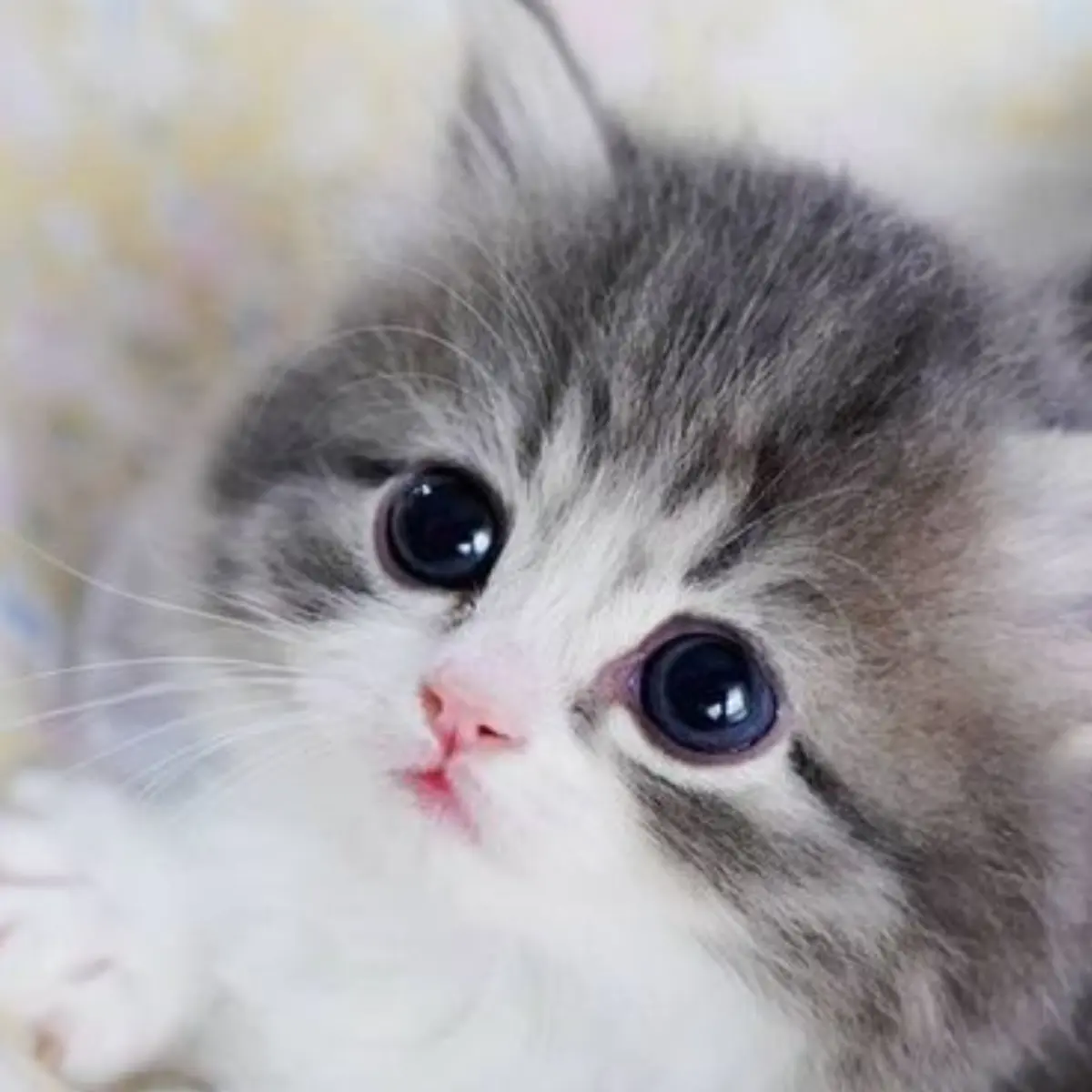 WavyStove9198의 귀여운 고양이 3