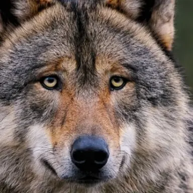 Profile image of 늑대