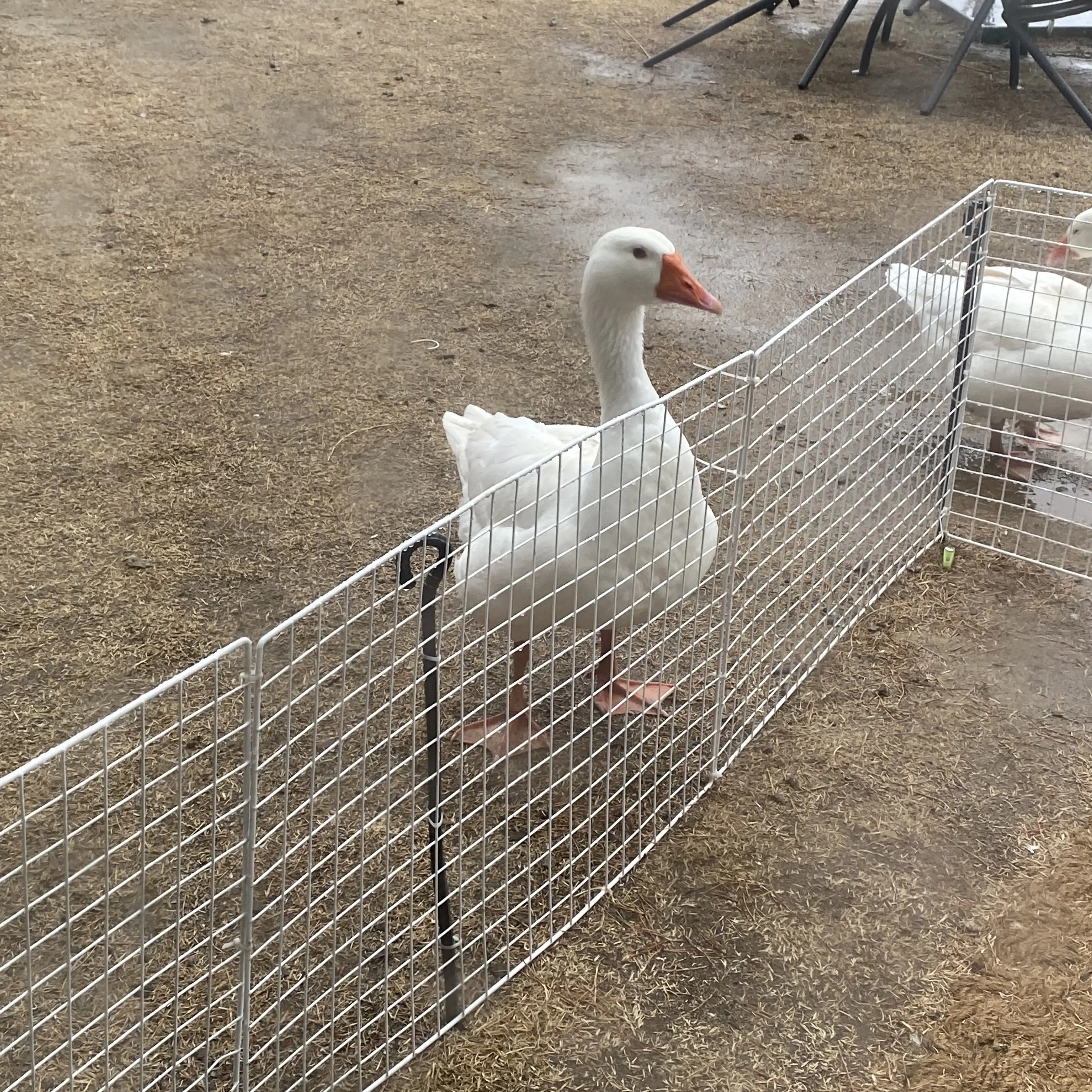 DrearyMeat3137의 유튜버들이 학교신입인데 나는 전교회장