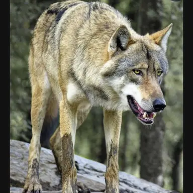 Profile image of Neukdae