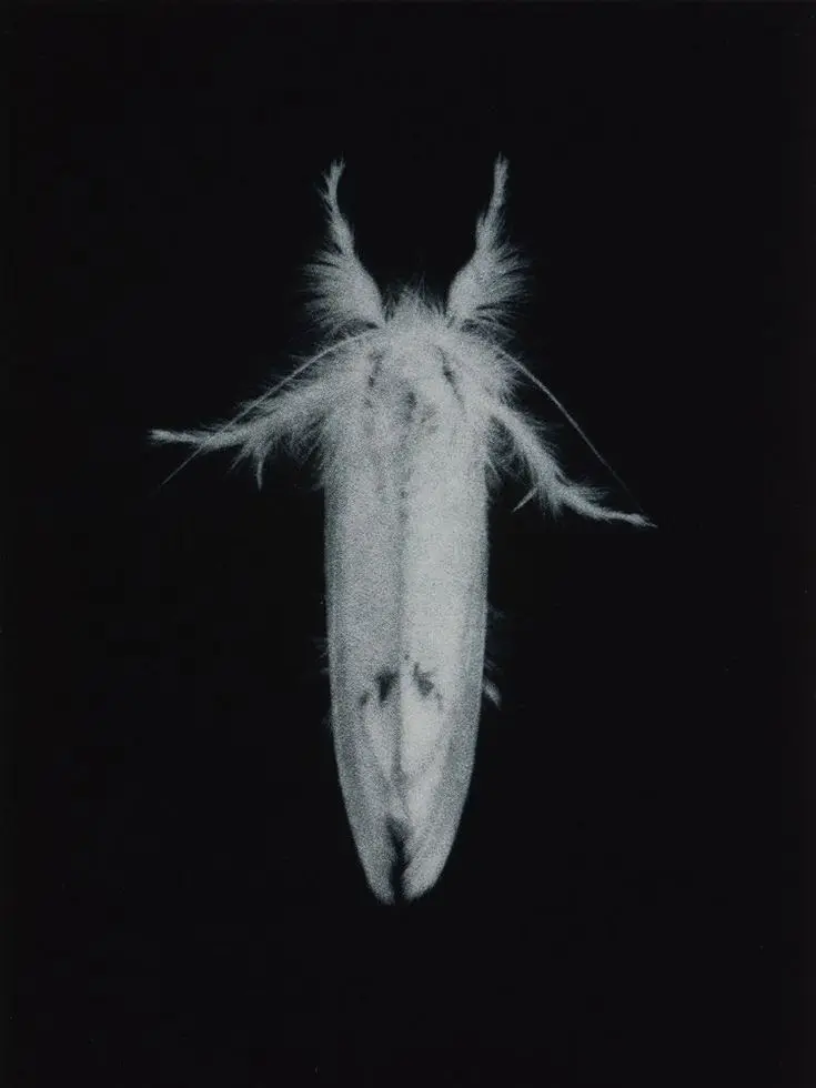 gomme의 Colaless Ecstasy