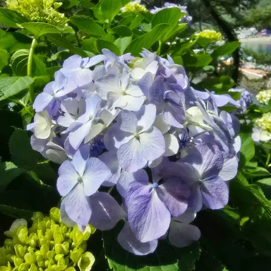 Profile image of 여우