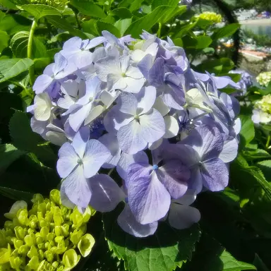 Profile image of 백현