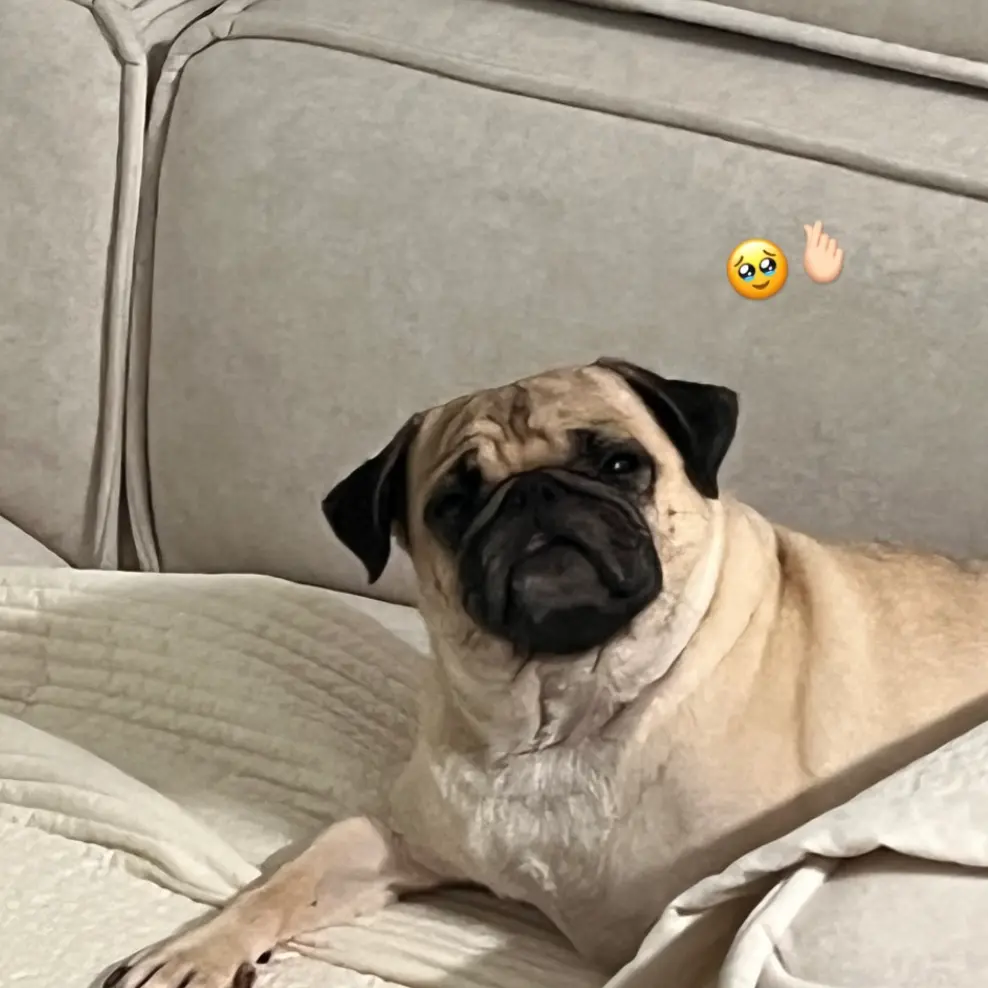 BriskGame9255의 겁쟁이 베스트프렌드