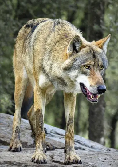 Profile image of 늑대