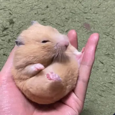 Profile image of はむた