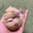 はむた