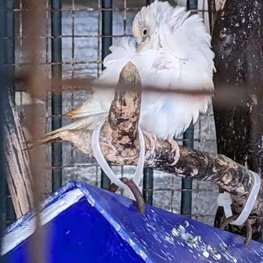 Profile image of 鳥