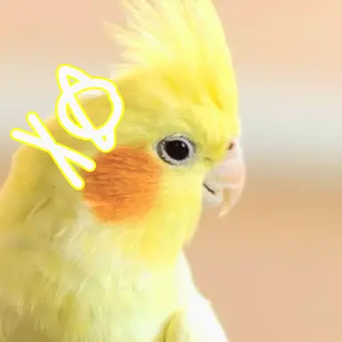Profile image of 티루