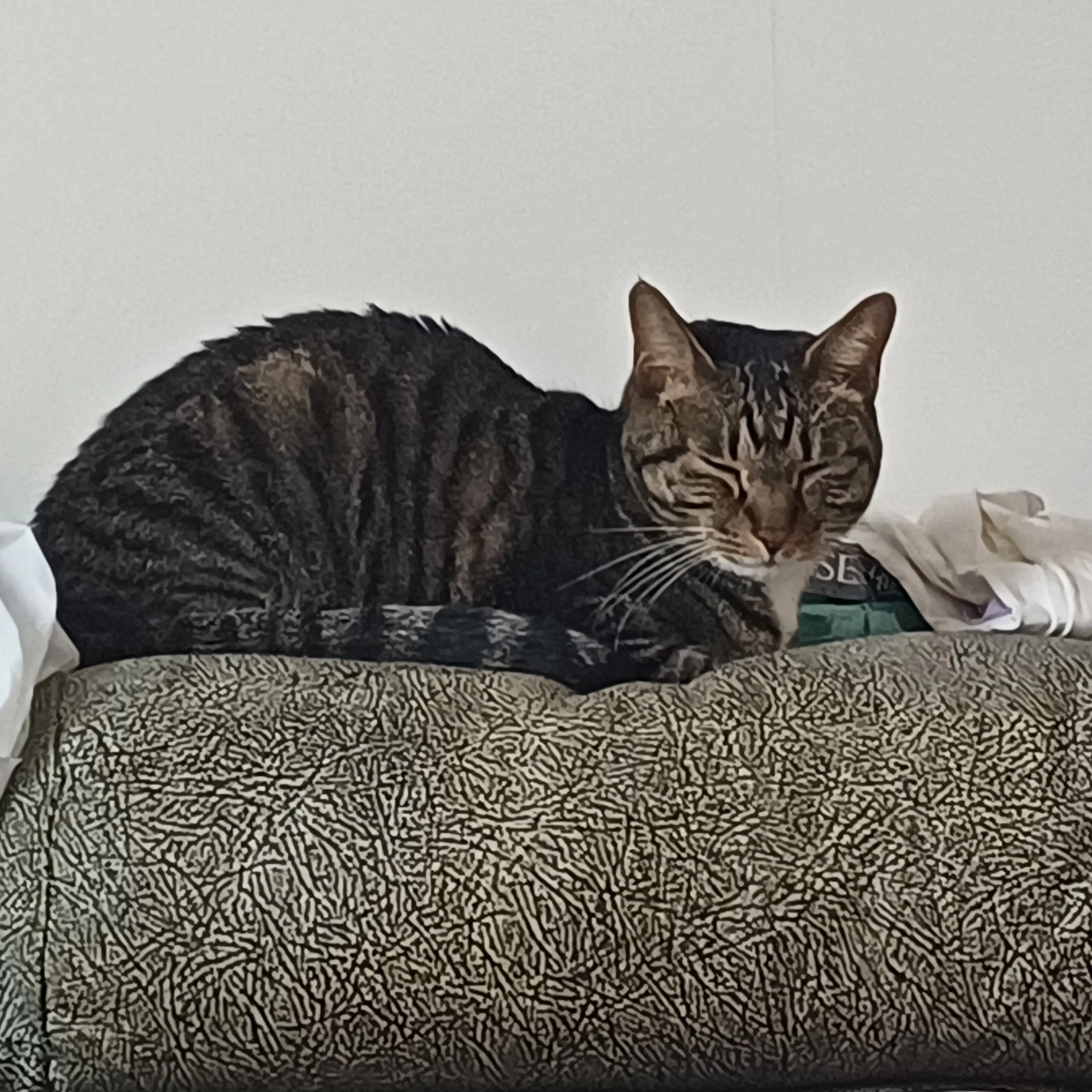 WryTimer0896의 ~~공지 사항~~