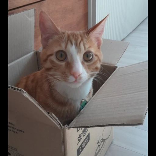무무