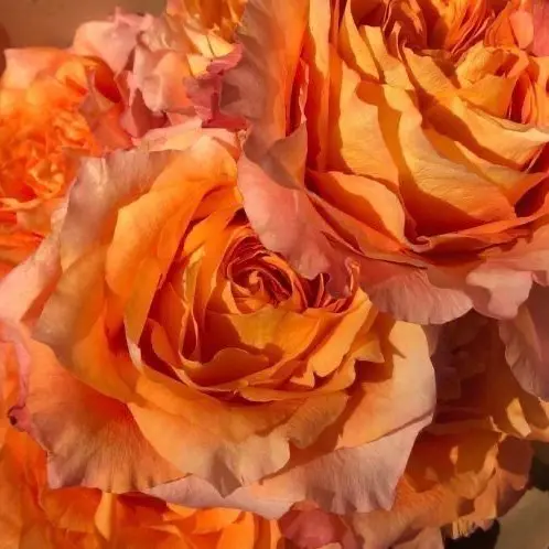 NastyHate8257의 一目惚れ