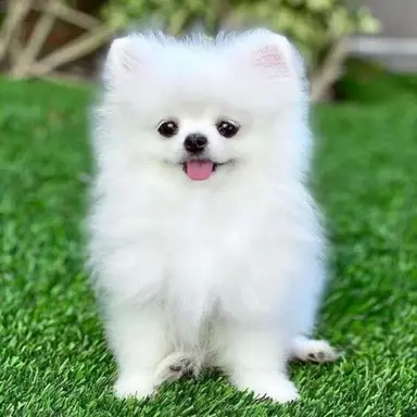 Profile image of Animatown