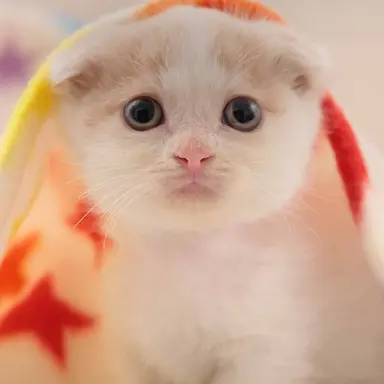 Profile image of 고고프렌즈ㅣ여우