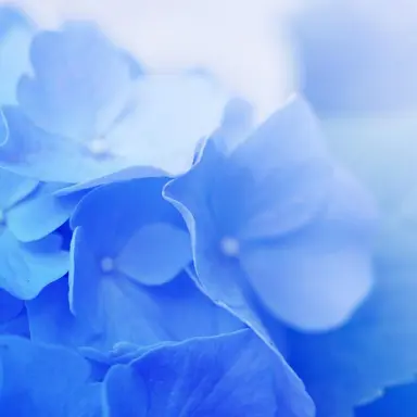 Profile image of 파이브