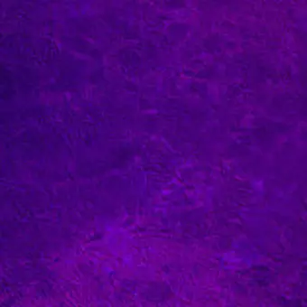 Profile image of 薇葡