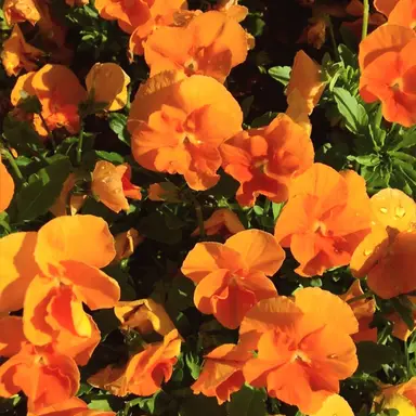 Profile image of 덕개