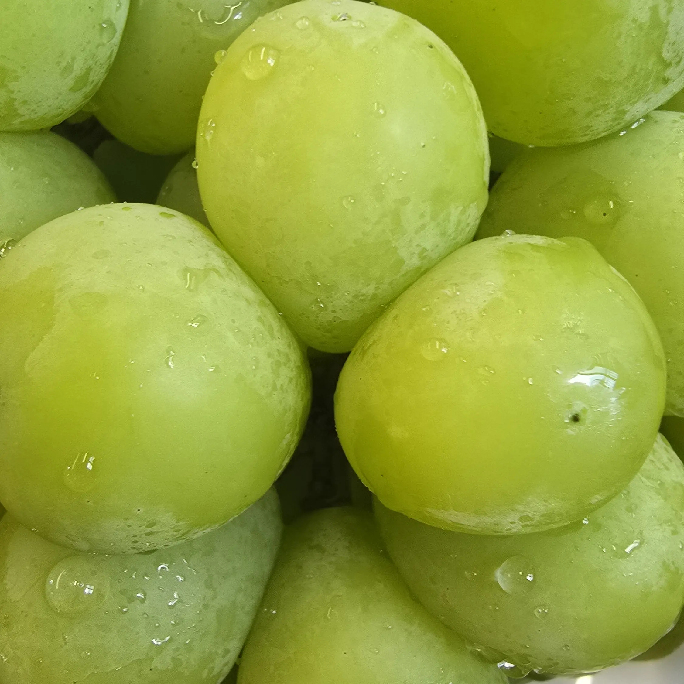 ARNO020707의 박지원