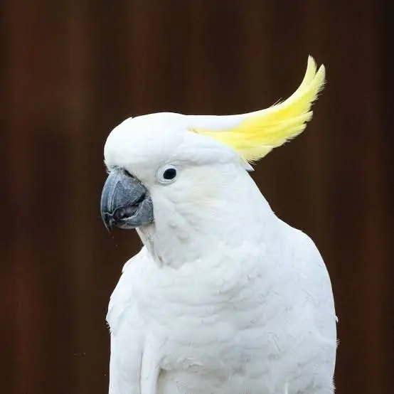 iiiiissssseeeeeuuuuuooooo의 オウム返し