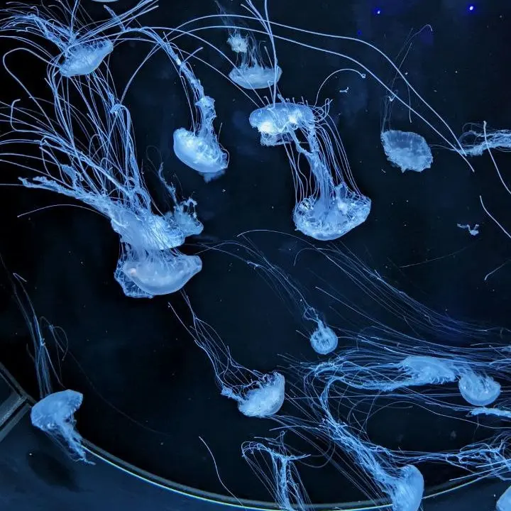 owl_lwo의 파이브