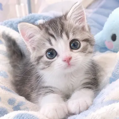 Profile image of チャピ