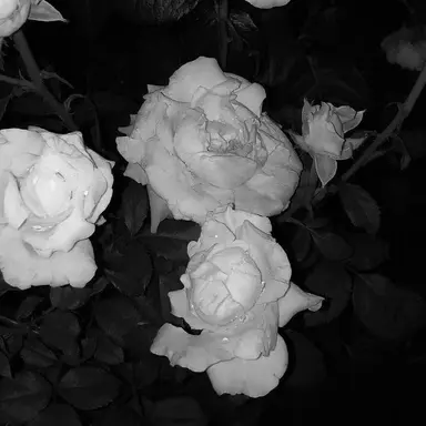 Profile image of ジアハオ