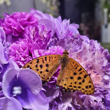 Profile image of 고고 프랜즈