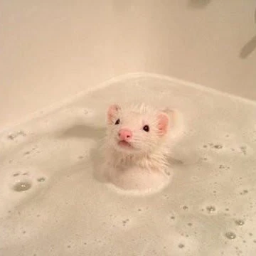 바보