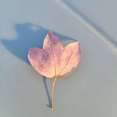 Profile image of 싸이코드