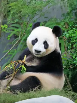 Profile image of パンダ