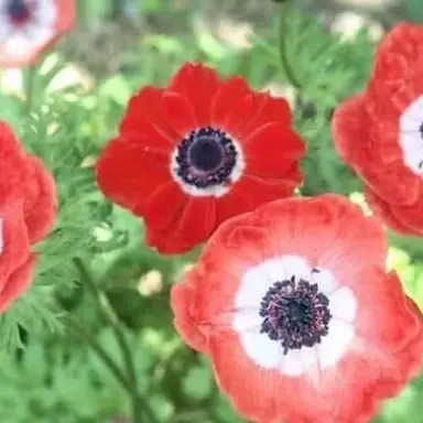 Profile image of 夢