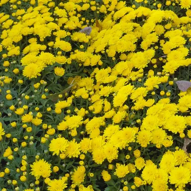 Profile image of 각별