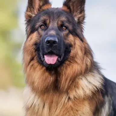 Profile image of K9 Riley