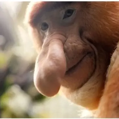 Profile image of 여우